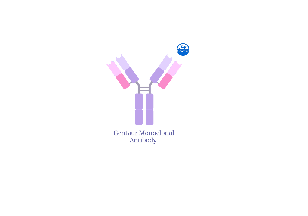 [FM-HG1K] Humanized Monoclonal Antibody